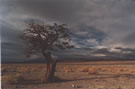 A tree which was cut and is growing again from the rests of the trunk, with cloudy scenery behind in the Atacama desert near Peine, Chile.