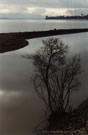 Image of a tree standing on the shore of Colbun lake.