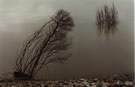 Image of two trees on the bank of Colbun Lake.