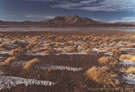 An image of Copiapo Volcano in winter, with  San Francisco Lake in front and some shrubs partially covered by snow, Chile.