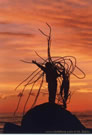 An image of a woman who is standing on a stone, waving, and holding a big dried peace of cochayuyo, local seaweed, at sunset, near Navidad, Chile.