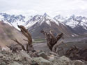 and Adesmias dead:  Image of dead Adesmias on a slope in the Embalse Yeso Valley.