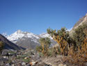 Adesmias alive:  Image of Adesmias in Embalse Yeso Valley.