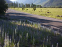 Switzerland :  Image of the road towards the Pehuenche Pass and Laguna Maule.