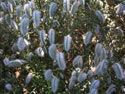 Image of Lluvia de Oro.