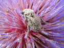 in Santiago in Spring...:  A close-up image of a bee pollinating a flower in Santiago, Chile.