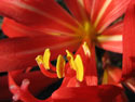 Closeup:  Close-up photo of a Rhodophiala.