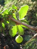 Sunrise:  Close-up (Macro) Photo of Calafate with a berry, an edible plant, at Radal Siete Tasas National Park.