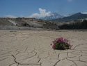 Life Goes On:  A solitary flower on a dry river bed, Mondaca, Radal Siete Tasas, Chile.
