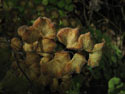 The Dying:  Close-up photo of a dying leaf, Radal Siete Tasas National Park.