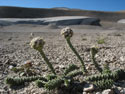 From Ash We Will Rise:  Image of Naussavia plants in the foreground, with volcanic-ash slopes partially covered by snow, Laguna Maule.
