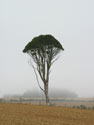 Above clouds:  Image of a solitary tall tree in a field on a foggy morning, near Puerto Saavedra and Budi lake.