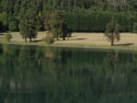 Image of a shoreline of a lake on a very calm morning, with a couple of trees.