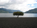 Image of a solitary tree on the shore of Calafquen lake.
