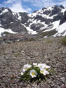 A view of Calandrinia Affinis with Cerro Peine in the background, Vilches, Lircay, Chile