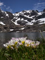 A view of Calandrinia Affinis Flowers with Laguna Alto and Peine in the bakcground, Vilches, Lircay, Chile.