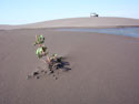 The struggle:  An image of young plant growing out of sand, at Putu dunes, Chile.