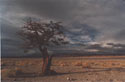 The Will to Live:  A tree which was cut and is growing again from the rests of the trunk, with cloudy scenery behind in the Atacama desert near Peine, Chile.