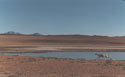 Frozen Time :  An image of a running guanaco, with a small lake and Altiplano scenery behind, in Salar de Tara, Chile.