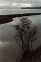 Image of a tree standing on the shore of Colbun lake.