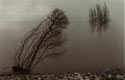Image of two trees on the bank of Colbun Lake.