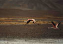We Fly till Death Us Parts:  A pair of flying flamingoes near Salar de Maricunga.