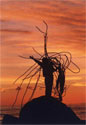 Welcome:  An image of a woman who is standing on a stone, waving, and holding a big dried peace of cochayuyo, local seaweed, at sunset, near Navidad, Chile.