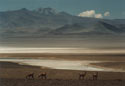 Guanacos Now and Thousands of  Years Ago:  An image of four guanacos grazing on the slopes, with the Salar of Pedernales and Cerro La Nuez behind, Chile.