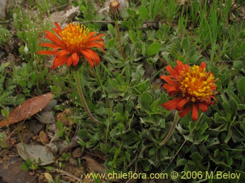 Image of Haplopappus macrocephalus (). Click to enlarge parts of image.