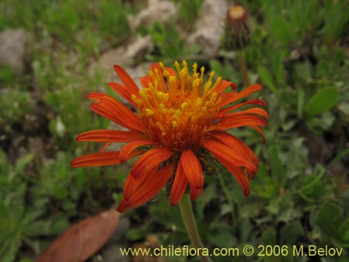 Imágen de Haplopappus macrocephalus (). Haga un clic para aumentar parte de imágen.