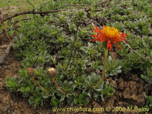 Haplopappus macrocephalus的照片