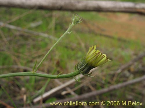 Imágen de Asteraceae sp. #1104 (). Haga un clic para aumentar parte de imágen.