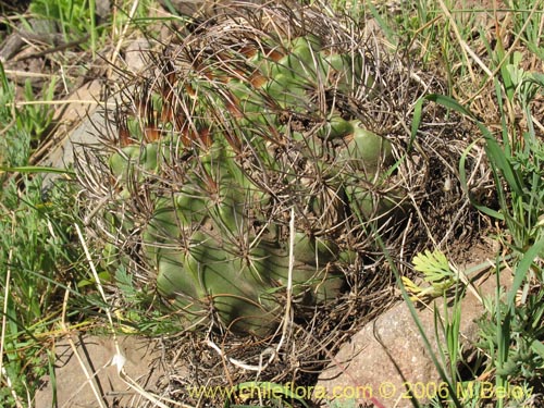 Image of Eriosyce curvispina ssp. curvispina (). Click to enlarge parts of image.