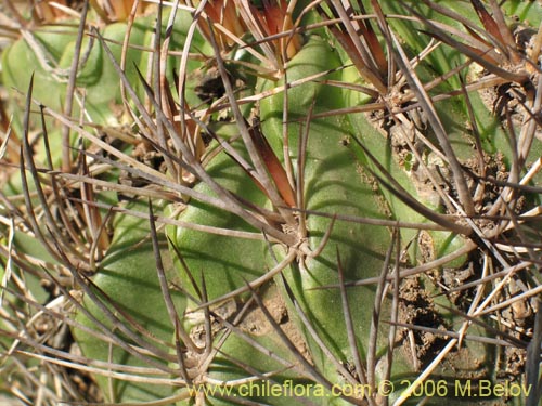 Image of Eriosyce curvispina ssp. curvispina (). Click to enlarge parts of image.