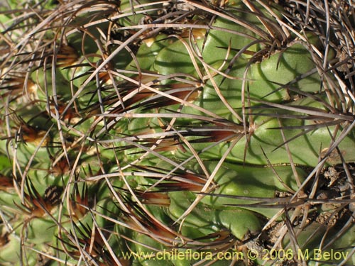 Image of Eriosyce curvispina ssp. curvispina (). Click to enlarge parts of image.