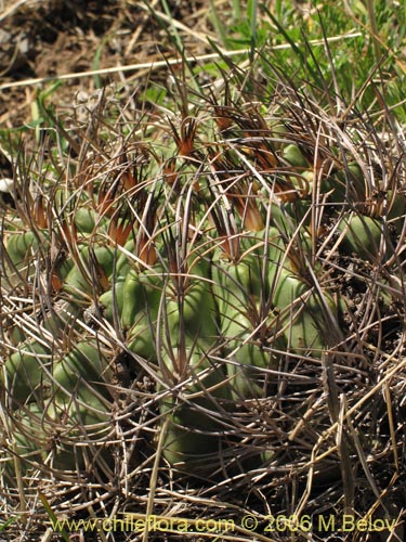 Image of Eriosyce curvispina ssp. curvispina (). Click to enlarge parts of image.