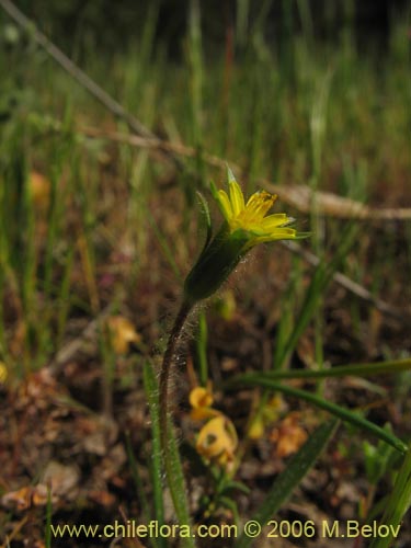 Imágen de Asteraceae sp. #1906 (). Haga un clic para aumentar parte de imágen.