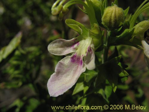 Bild von Teucrium bicolor (Oreganillo). Klicken Sie, um den Ausschnitt zu vergrössern.