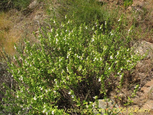 Bild von Teucrium bicolor (Oreganillo). Klicken Sie, um den Ausschnitt zu vergrössern.