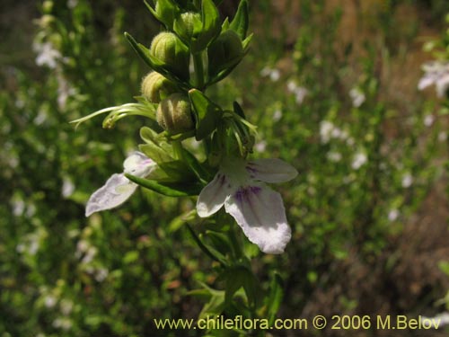 Imágen de Teucrium bicolor (Oreganillo). Haga un clic para aumentar parte de imágen.