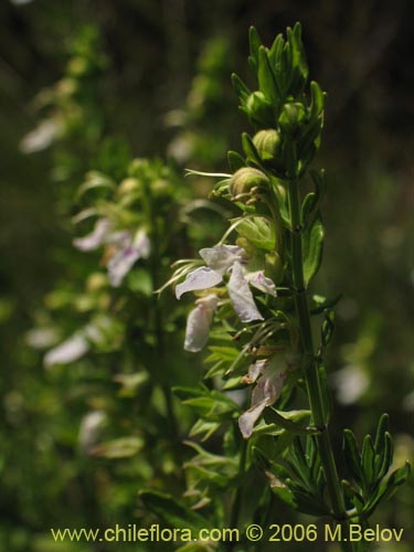 Bild von Teucrium bicolor (Oreganillo). Klicken Sie, um den Ausschnitt zu vergrössern.