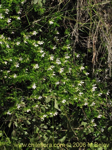 Imágen de Teucrium bicolor (Oreganillo). Haga un clic para aumentar parte de imágen.