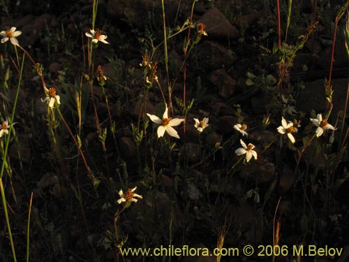 Imágen de Bidens sp. #3063 (). Haga un clic para aumentar parte de imágen.