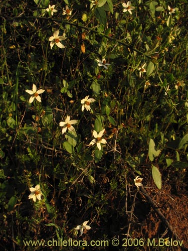 Bidens sp. #3063的照片