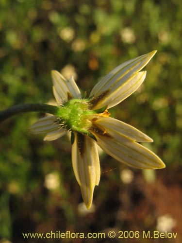 Bidens sp. #3063的照片