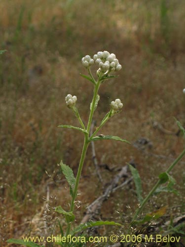 Imágen de Gnaphalium sp. #1622 (Vira-vira). Haga un clic para aumentar parte de imágen.