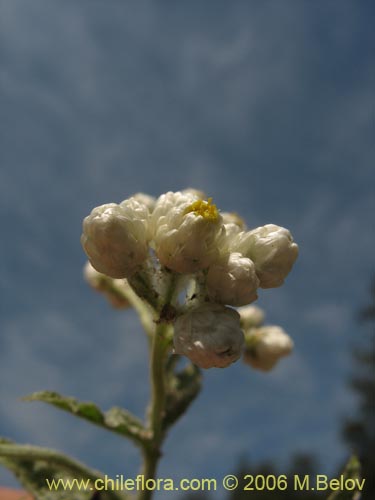 Imágen de Gnaphalium sp. #1622 (Vira-vira). Haga un clic para aumentar parte de imágen.