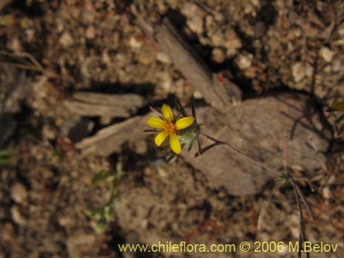 Image of Chaetanthera moenchioides (). Click to enlarge parts of image.