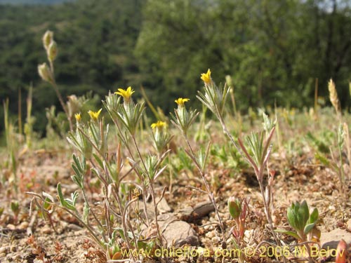 Imágen de Chaetanthera moenchioides (). Haga un clic para aumentar parte de imágen.