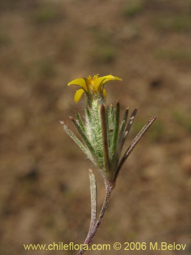 Image of Chaetanthera moenchioides (). Click to enlarge parts of image.